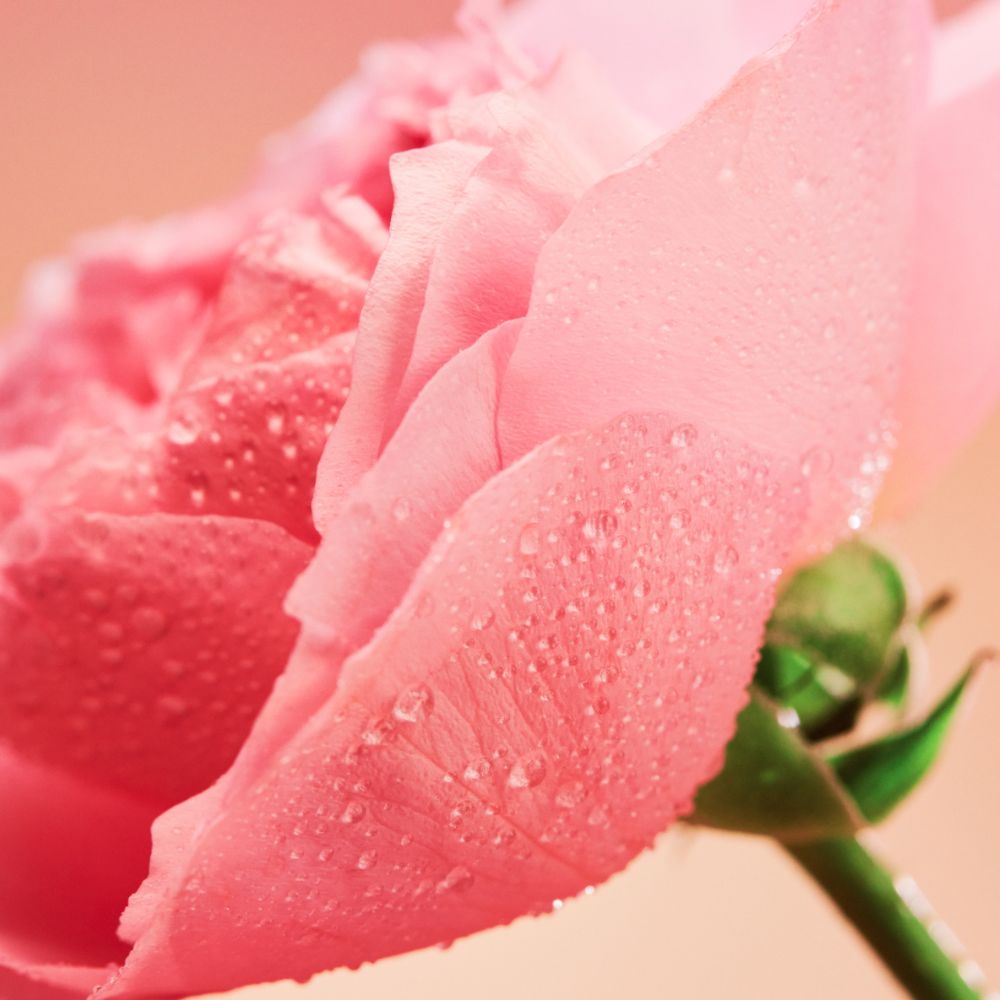 Jurlique Rare Rose Serum