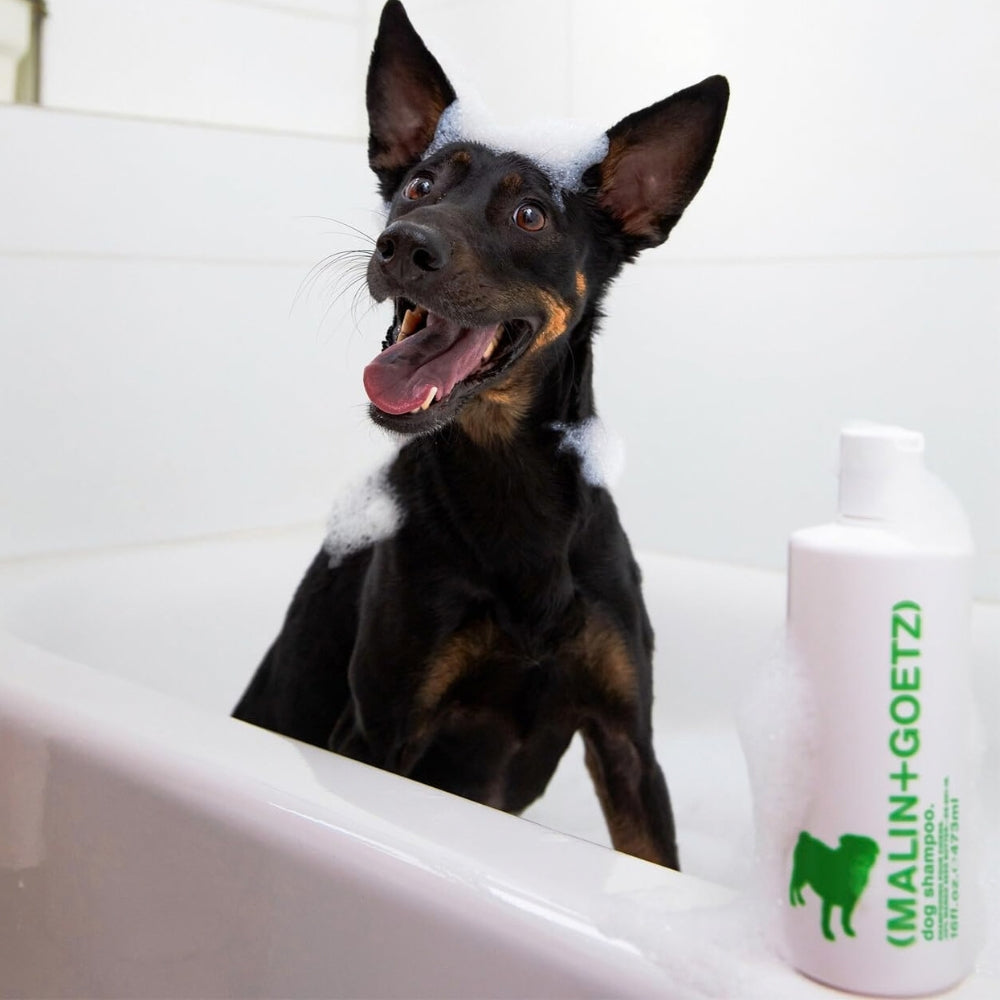 Malin + Goetz Dog Shampoo UK